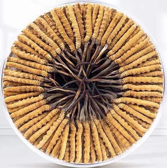 阿图什冬虫夏草回收